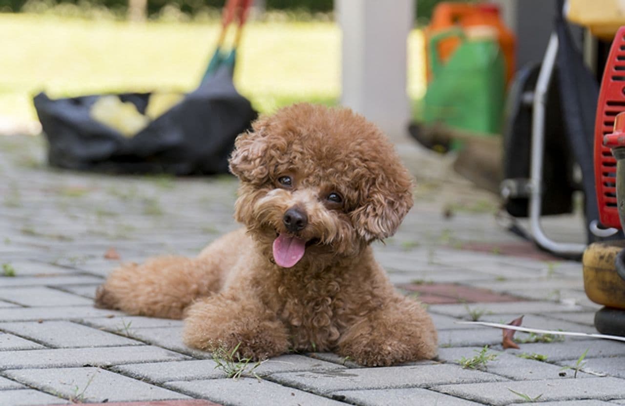 Poodle (Toy) puppy