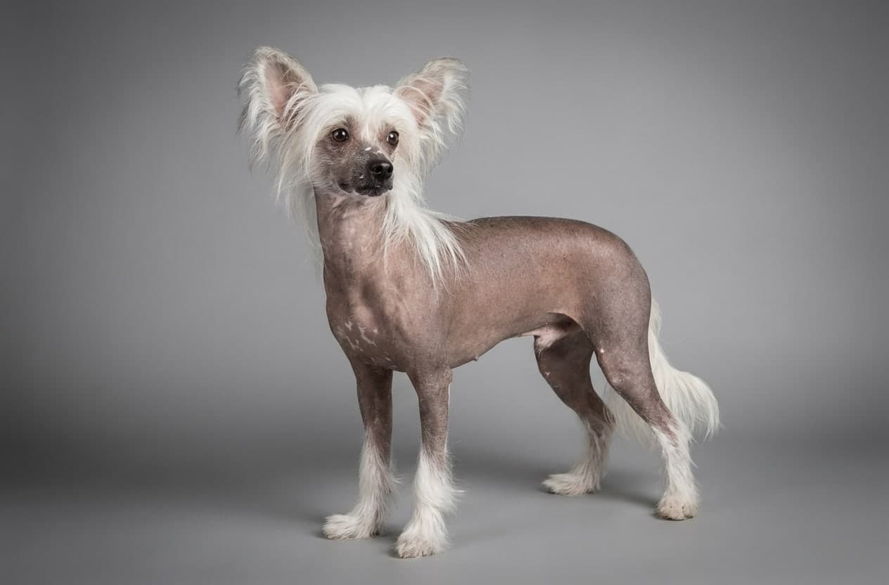 Chinese Crested
