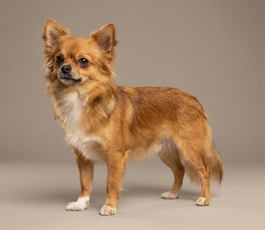 Chihuahua