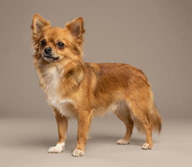Chihuahua puppies for sale
