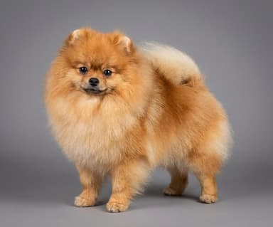 Pomeranian puppies for sale