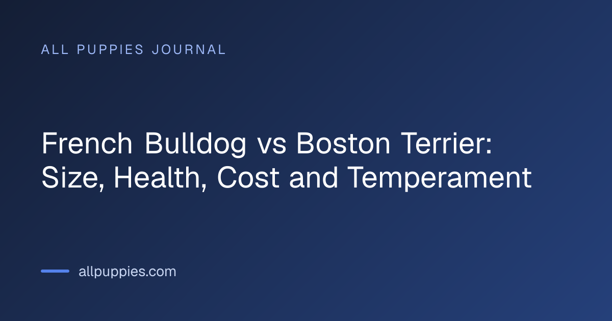 French Bulldog vs Boston Terrier: Size, Health, Cost and Temperament