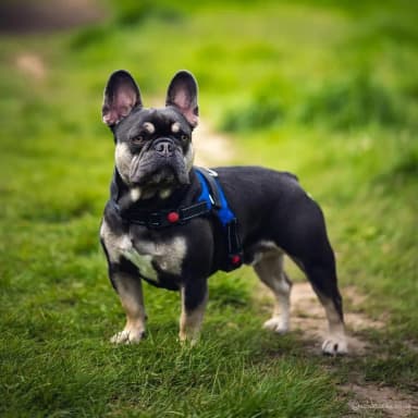 French Bulldog puppies for sale