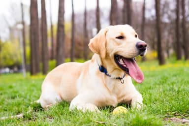Labrador Retriever puppies for sale