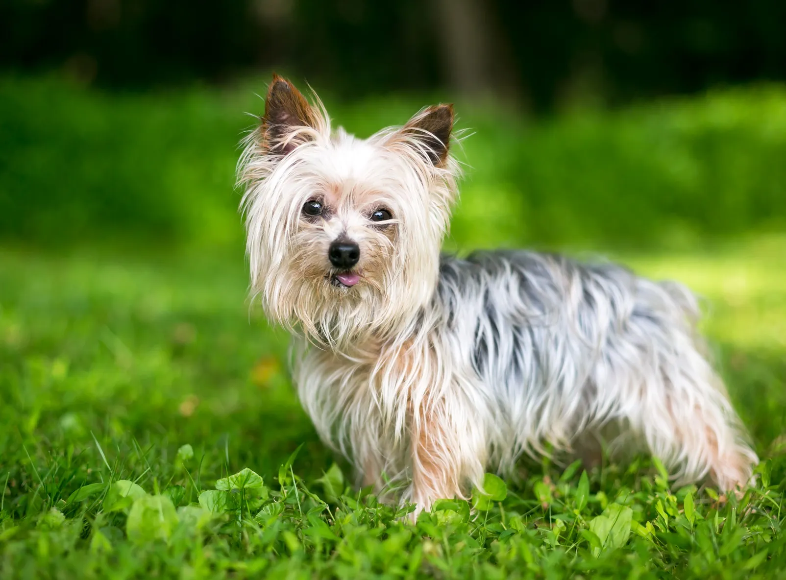 Yorkshire Terrier puppy