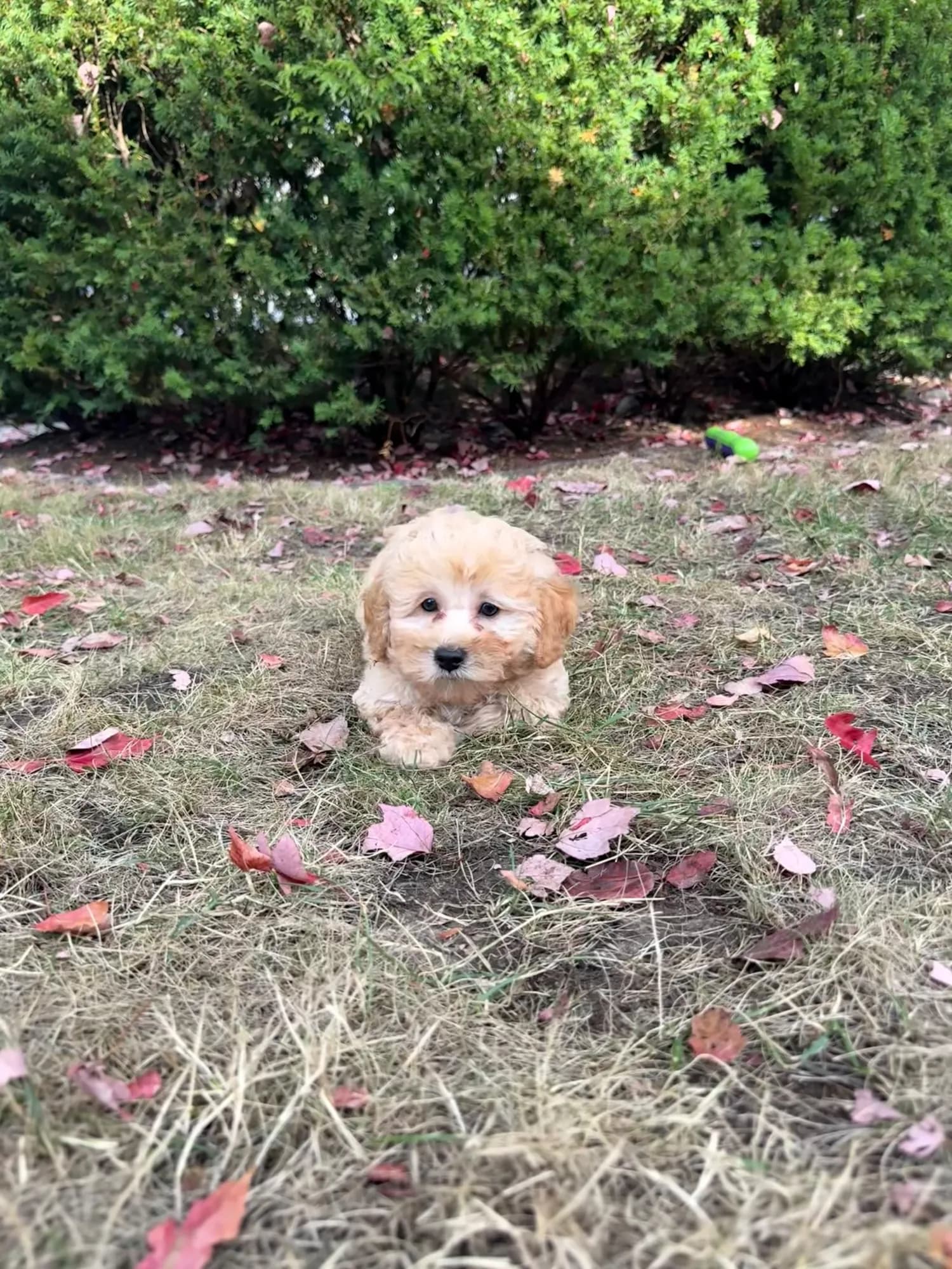 Bamboo , Poodle (Toy) puppy for sale in Woodinville, WA