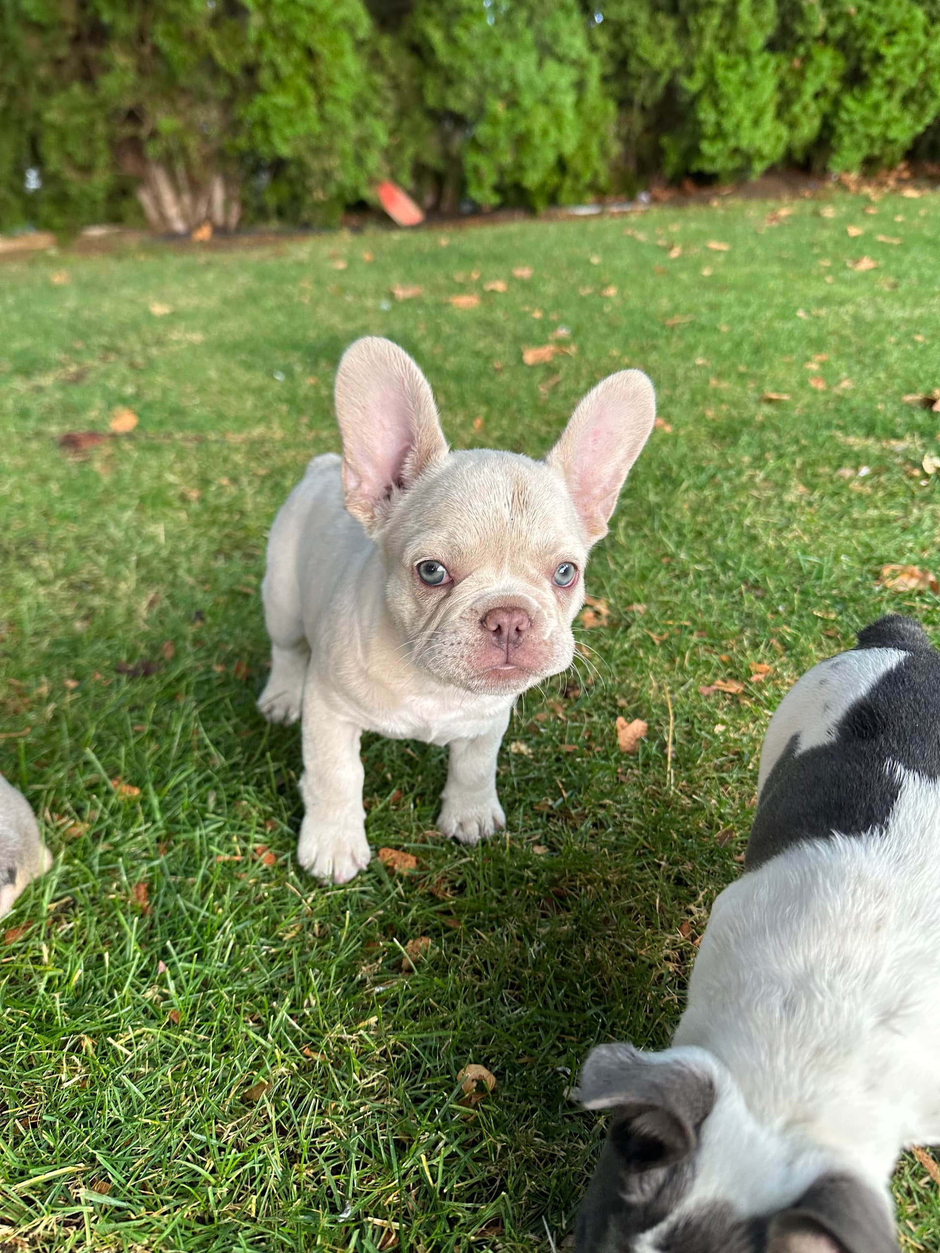Fluffies — French Bulldog for sale
