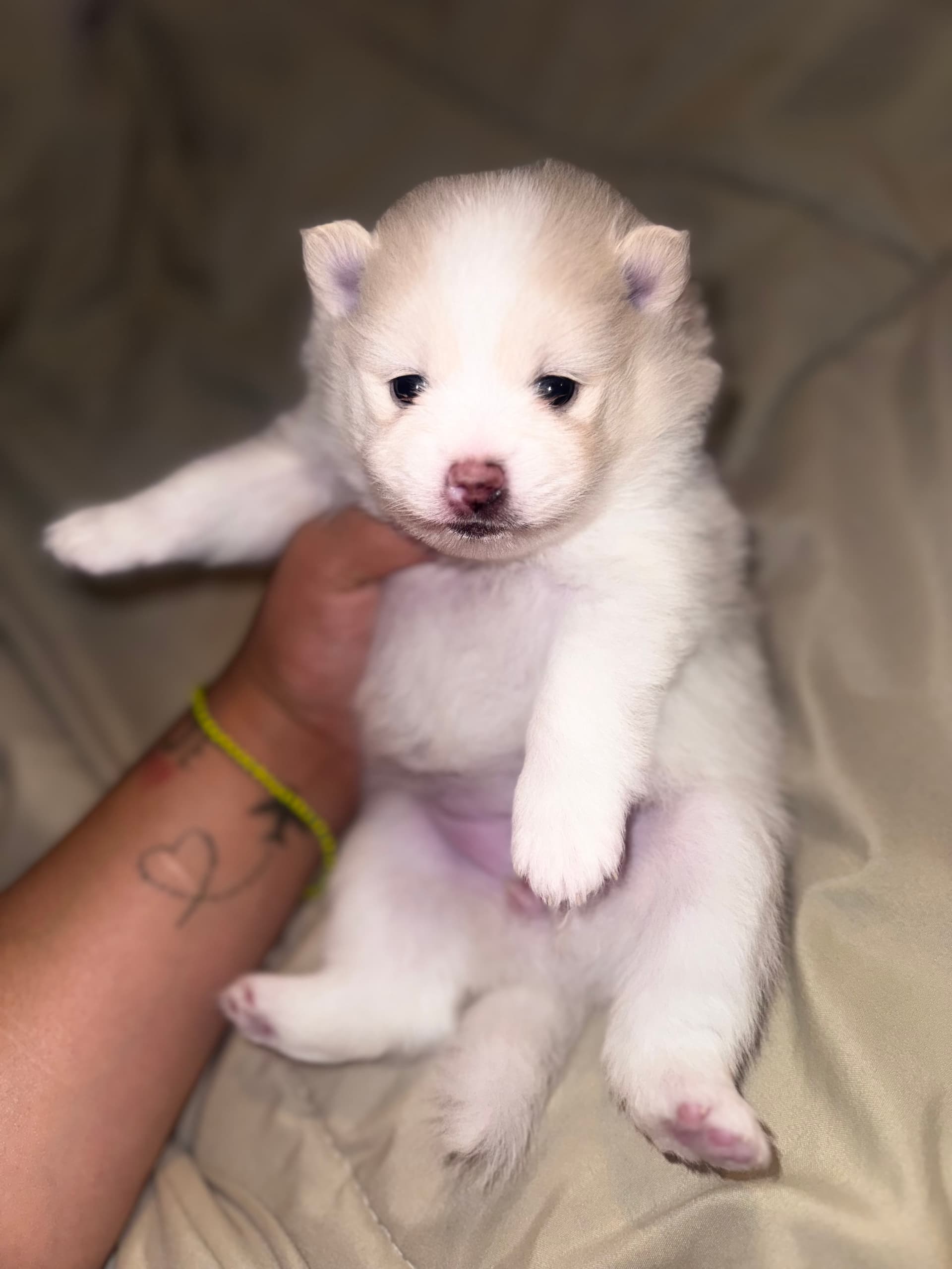 Kyra🩷🌸 — Pomeranian for sale