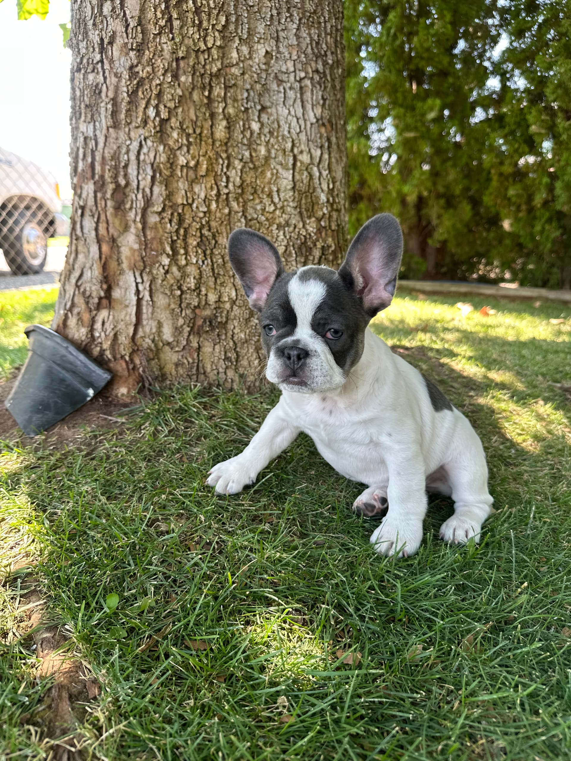 Fluffy — French Bulldog for sale