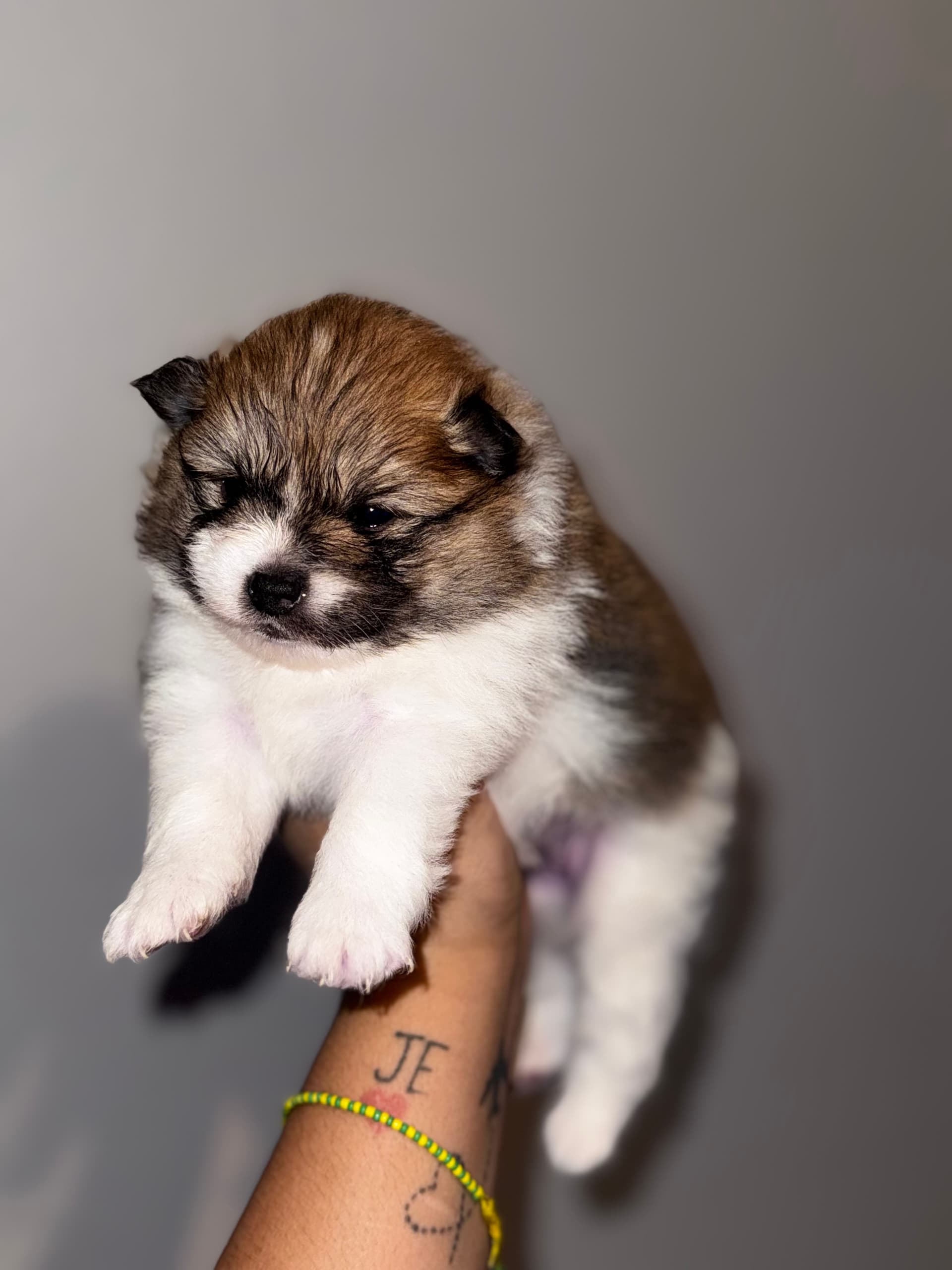 MOLLY 🩷🌸 — Pomeranian for sale