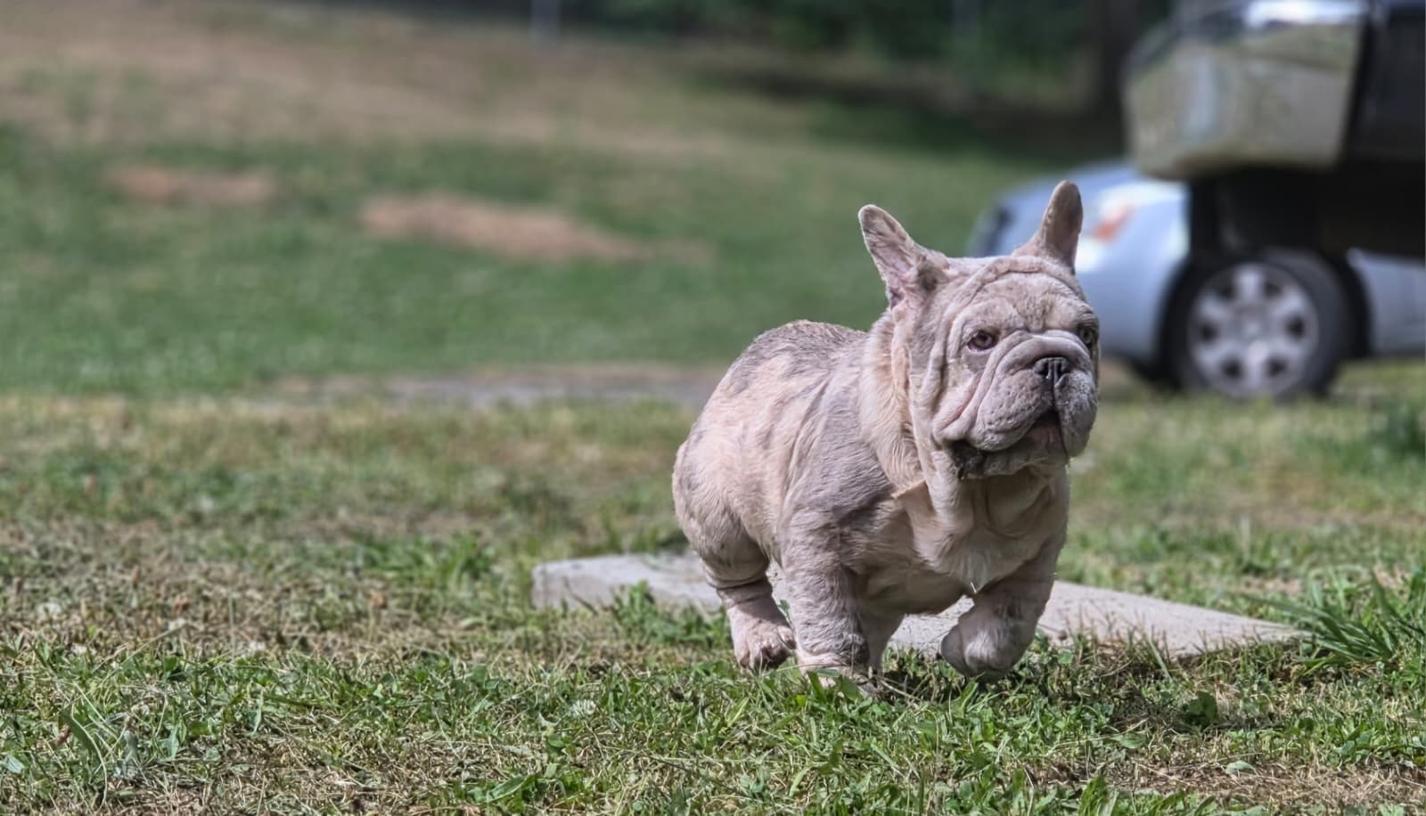 Chata, French Bulldog puppy for sale in Woodinville, WA