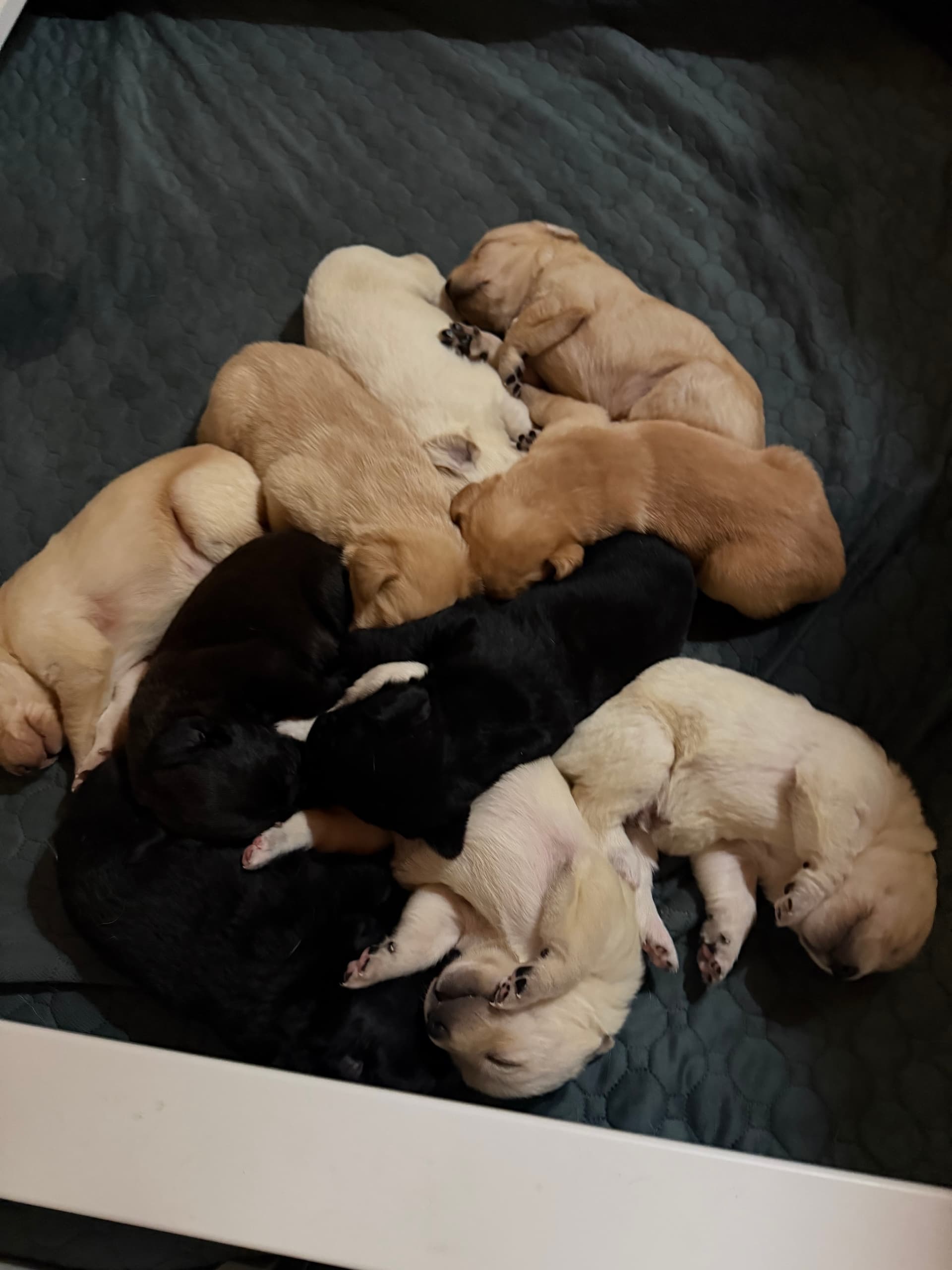 Lab Pyrenees Mix — Labrador Retriever for sale