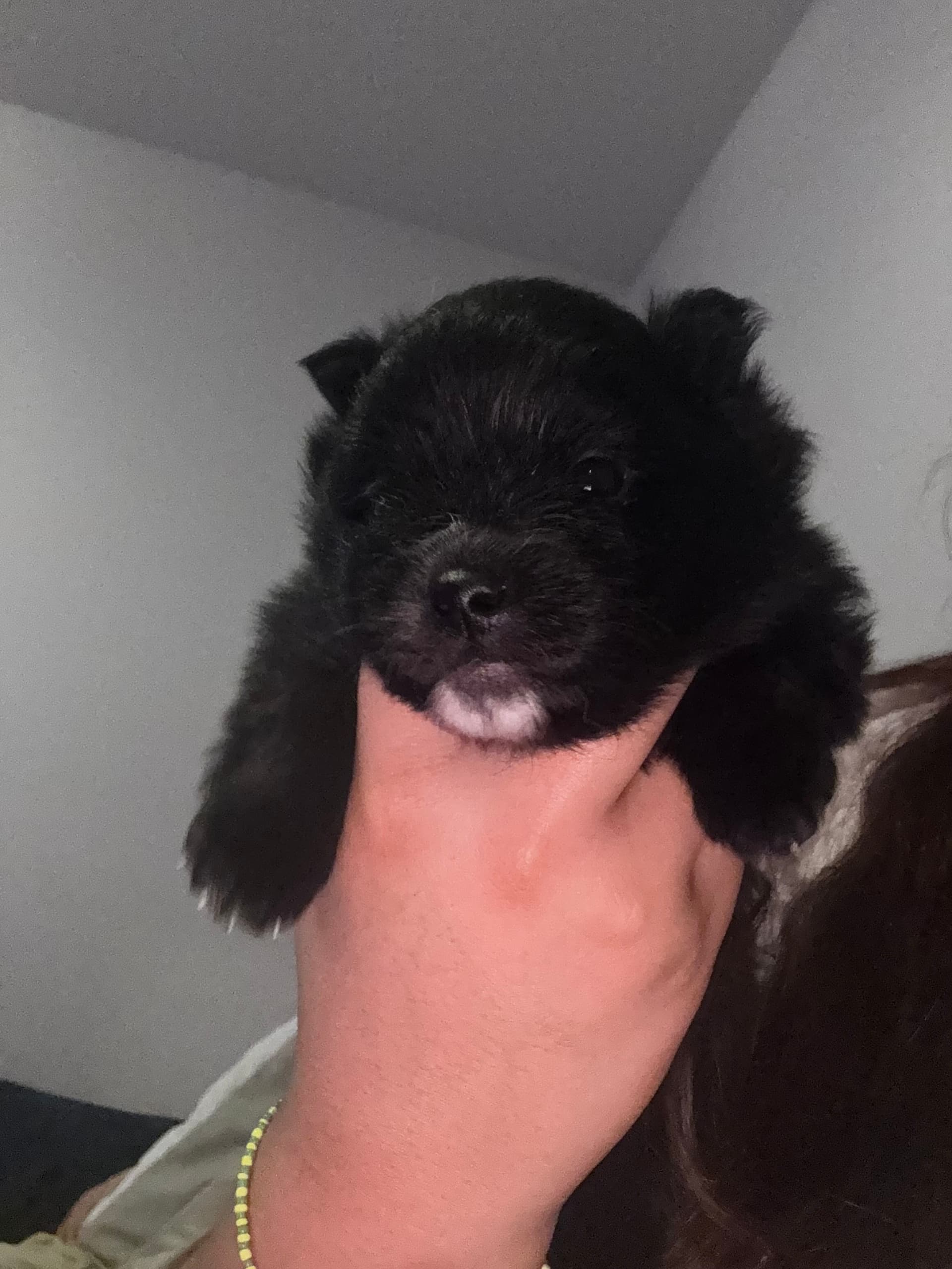 Mía🩷🌸 — Pomeranian for sale