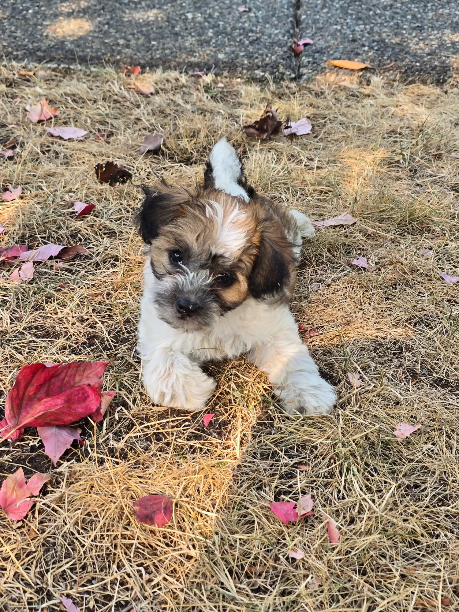 Zonia — Maltese for sale