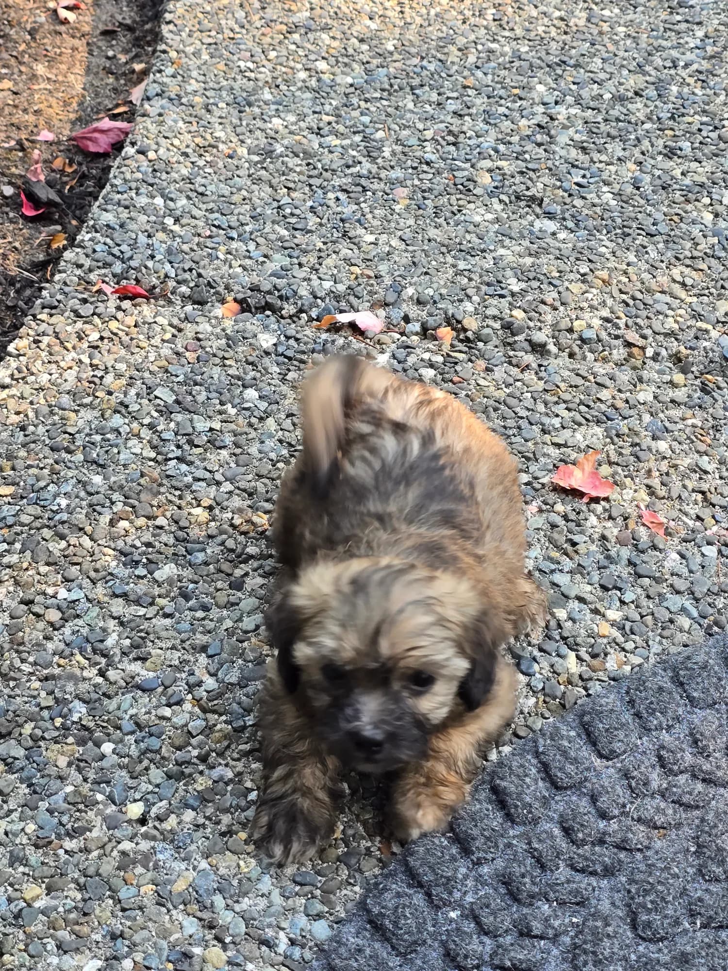 Zuzu — Maltese for sale