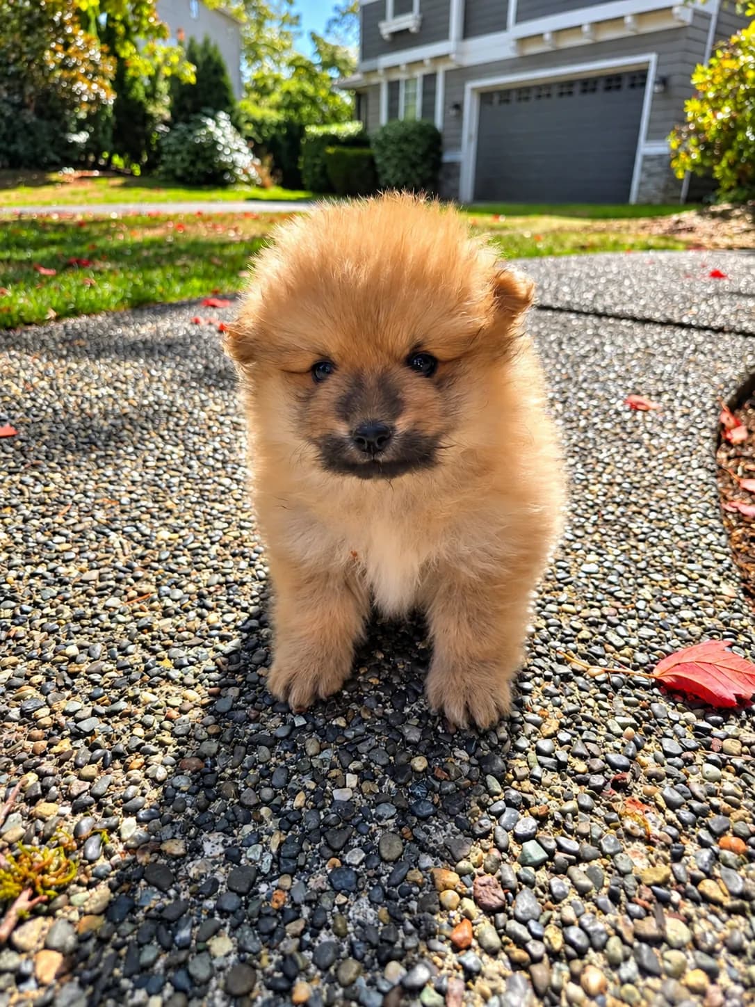 Cesar , Pomeranian puppy for sale in Woodinville, WA