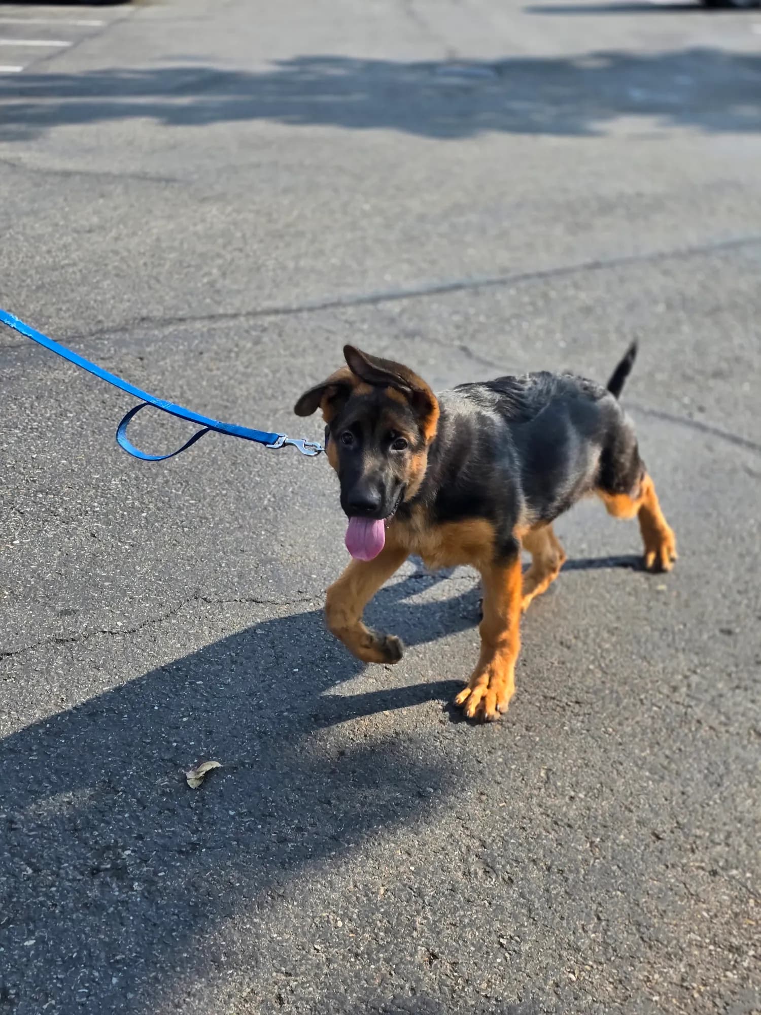 Romulo, German Shepherd puppy for sale in Woodinville, WA