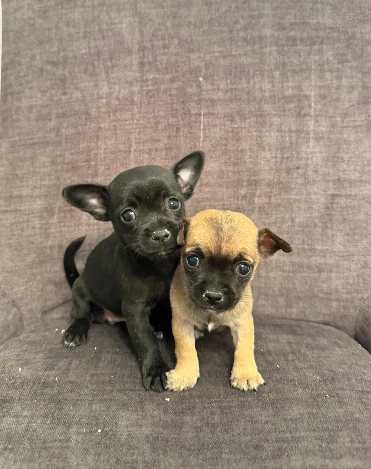 Barbie — Chihuahua for sale