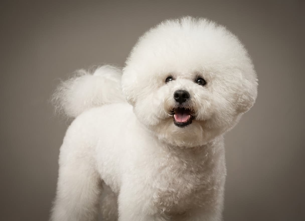 Bichon Frisé puppy